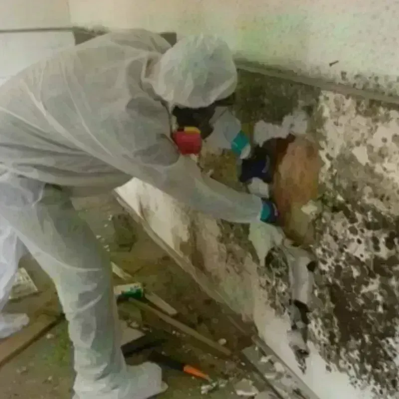 Mold Remediation and Removal in Bayard, NM